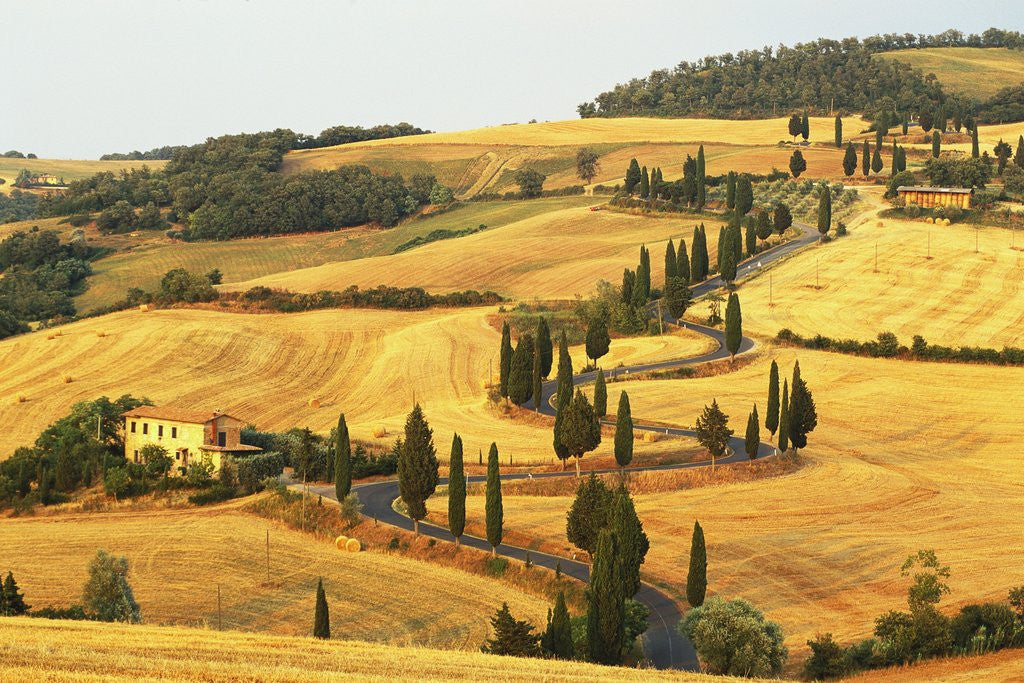 Detail of Italian Countryside of Val d'Orcia by Corbis