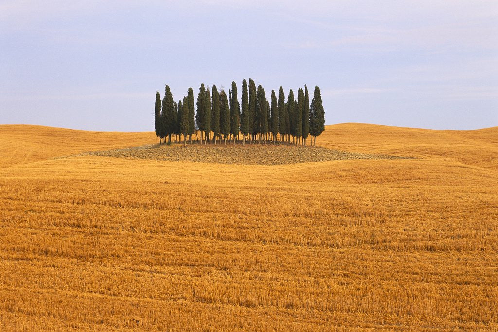 Cluster of Cypress Trees by Corbis