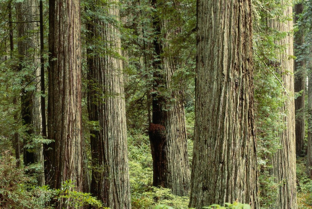 Detail of Redwood Forest in Redwood National Park by Anonymous