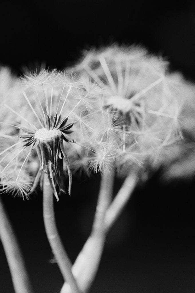 Detail of Dandelions by Anonymous