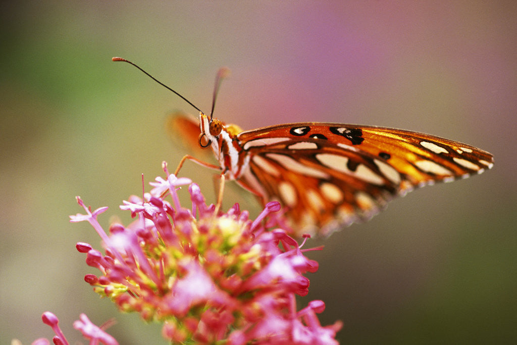 Detail of Butterfly Perching on Flower by Anonymous
