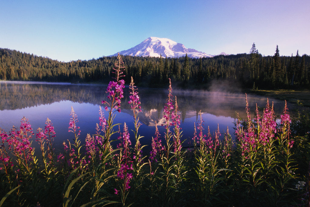 Detail of Mount Rainier Reflecting in Lake by Anonymous