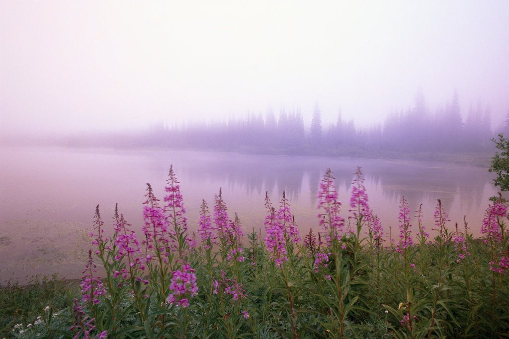 Detail of Reflection Lake at Sunrise by Anonymous