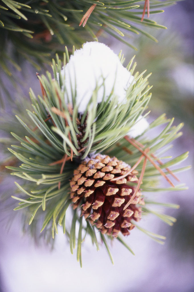Detail of First Snow Clinging to Pine Cone by Anonymous