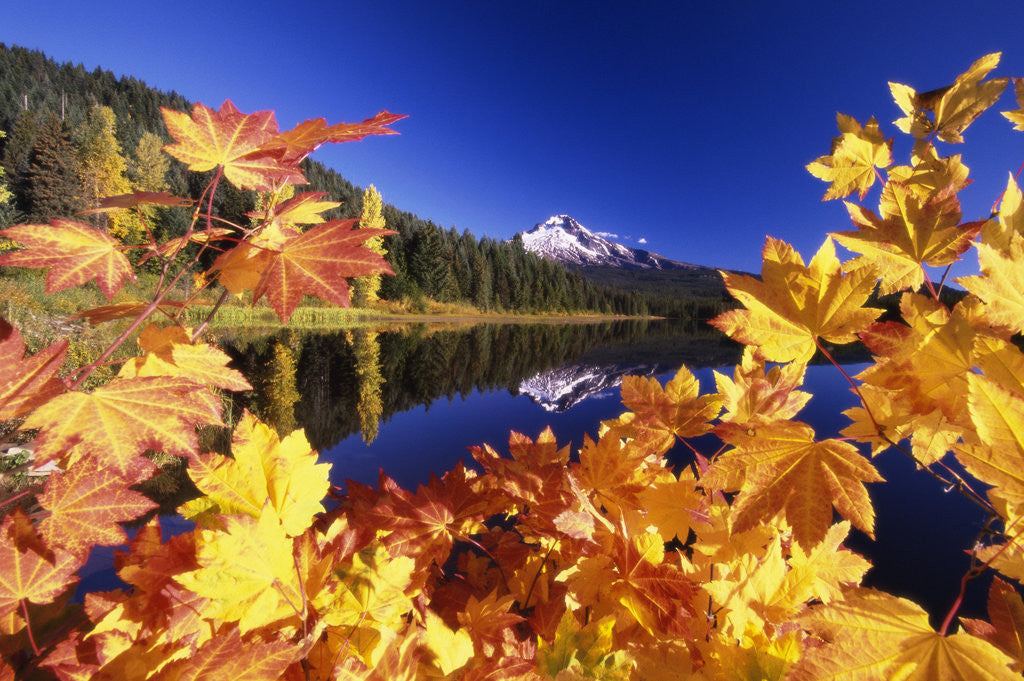 Detail of Fall Colors at Trillium Lake by Anonymous