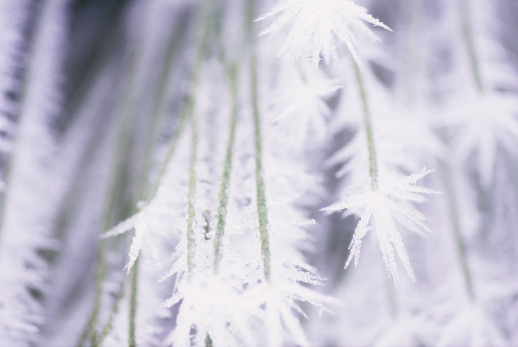 Detail of Frost Covering Bushes by Anonymous