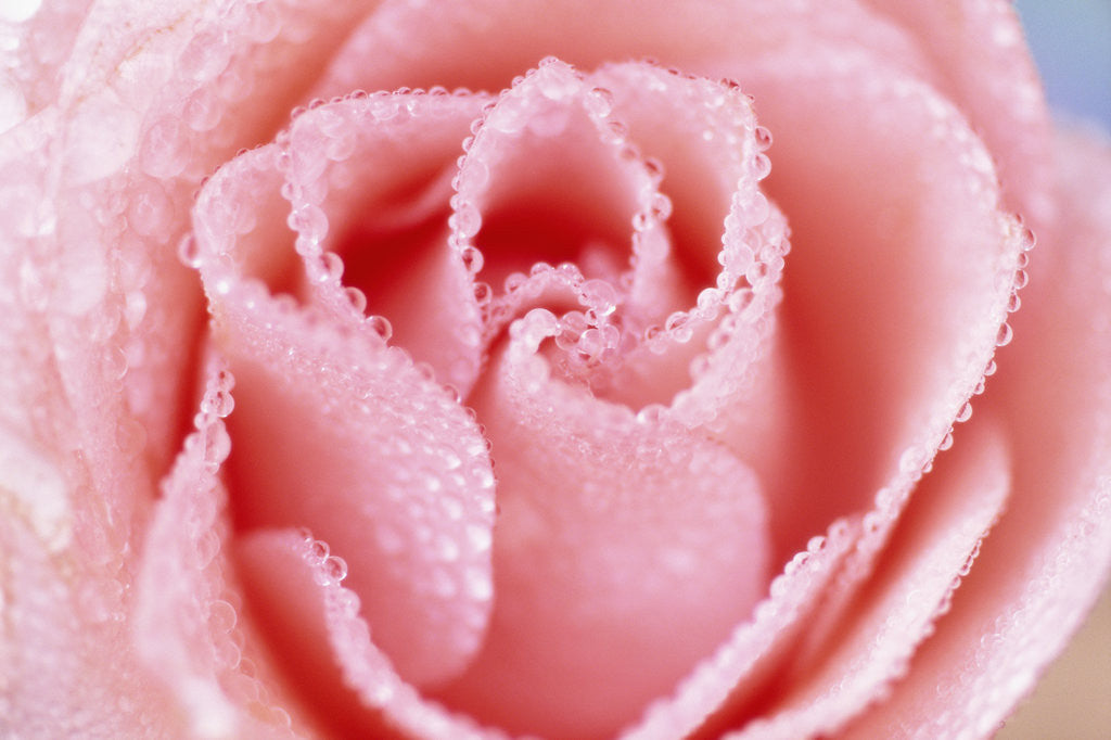 Detail of Wet Rose by Anonymous
