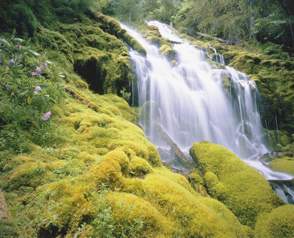 Detail of Proxy Falls by Corbis