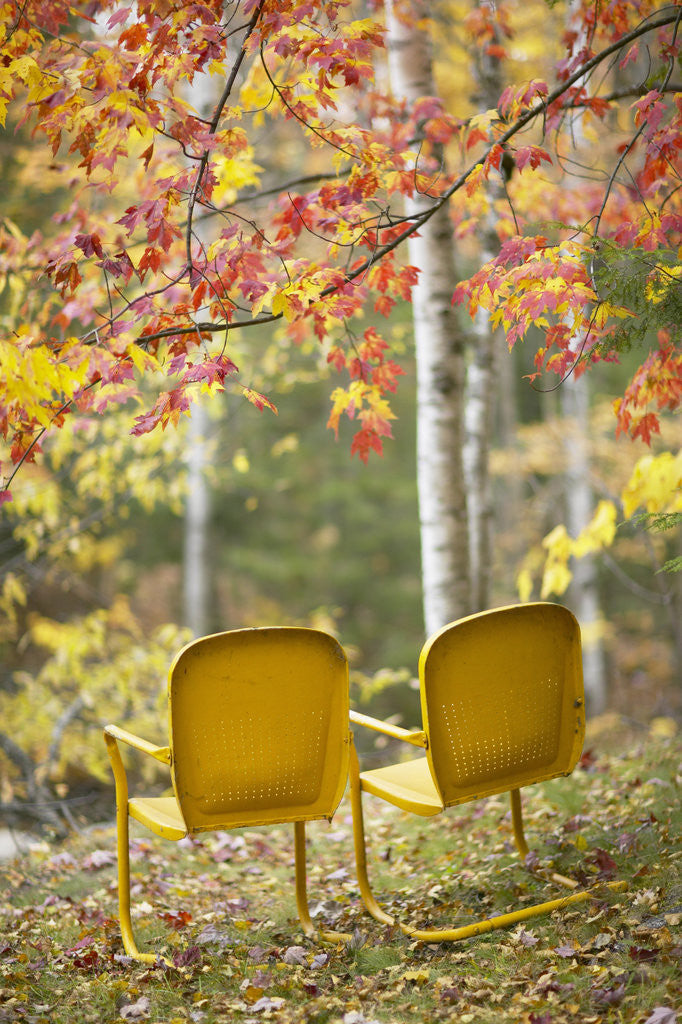 Detail of Yellow Chairs and Fall Foliage by Corbis