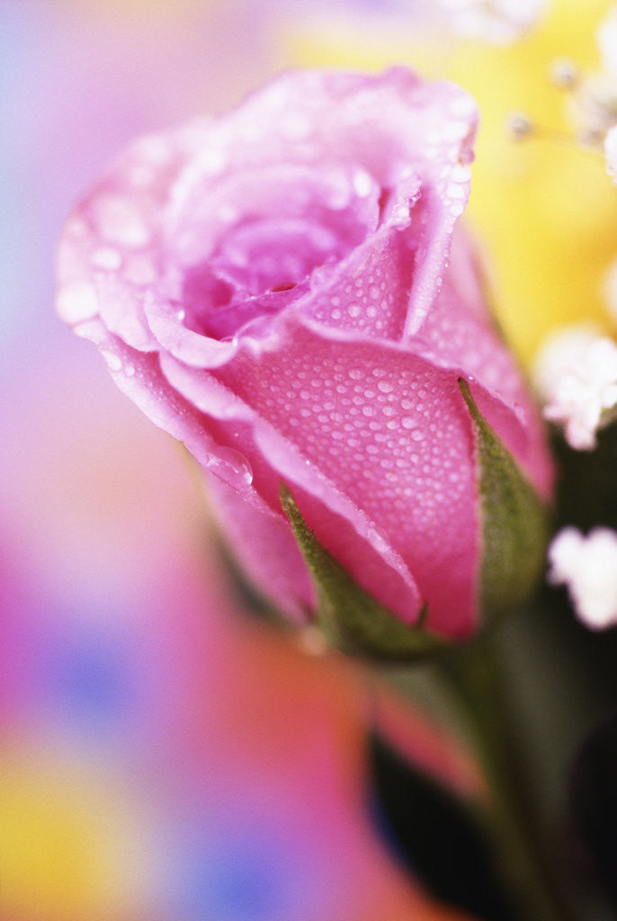 Detail of Close-up of Pink Rose by Corbis