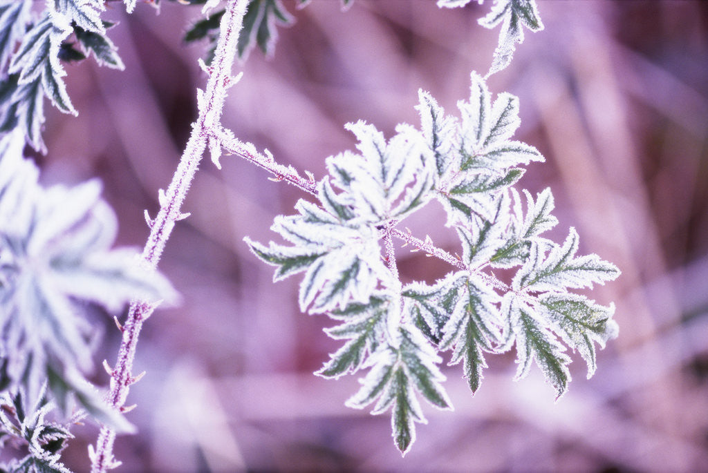 Detail of Frost on Bush by Anonymous