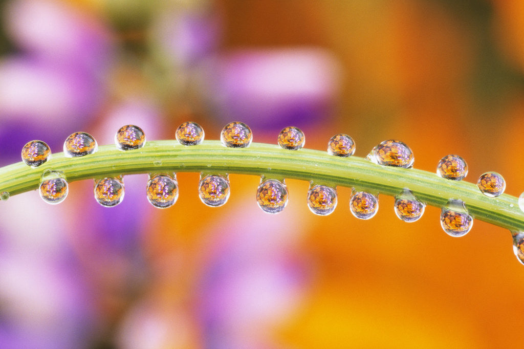 Detail of Water Drops on Stem by Corbis