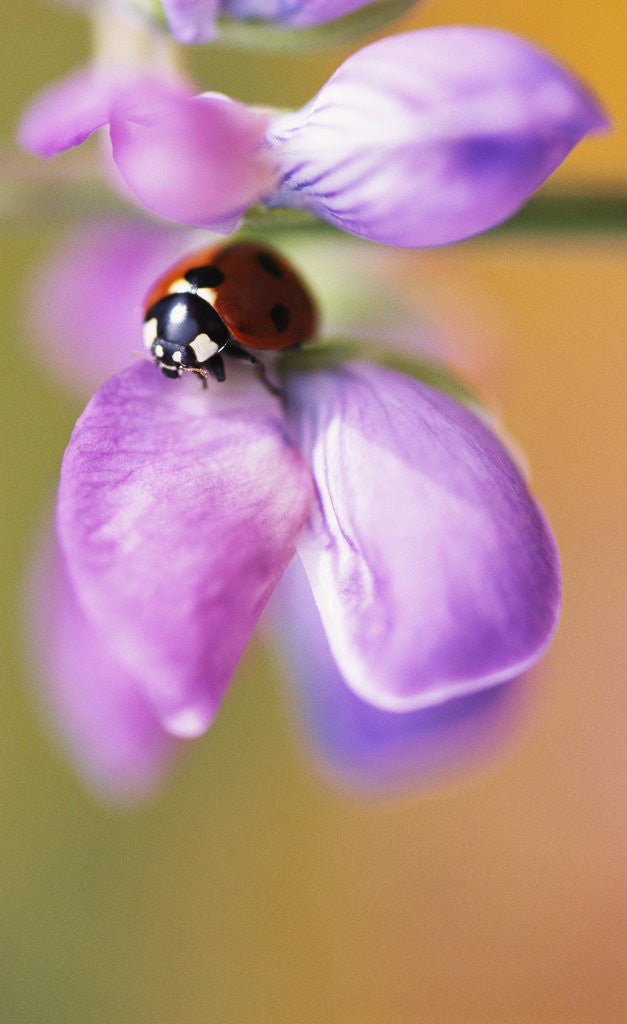 Detail of Ladybug Perching on Flower by Anonymous