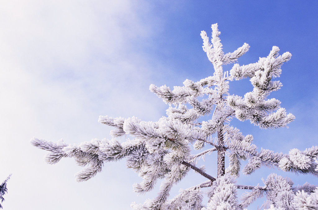 Detail of Frost on Tree Branches by Corbis