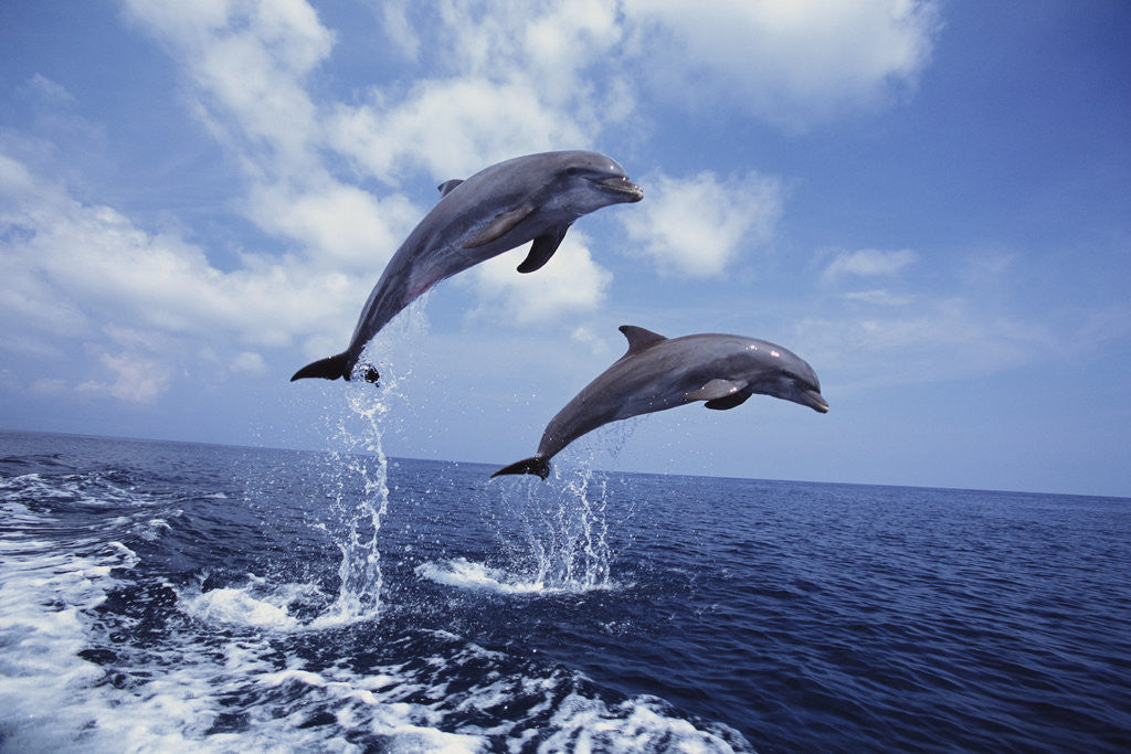 Detail of Bottlenose Dolphins Jumping by Corbis