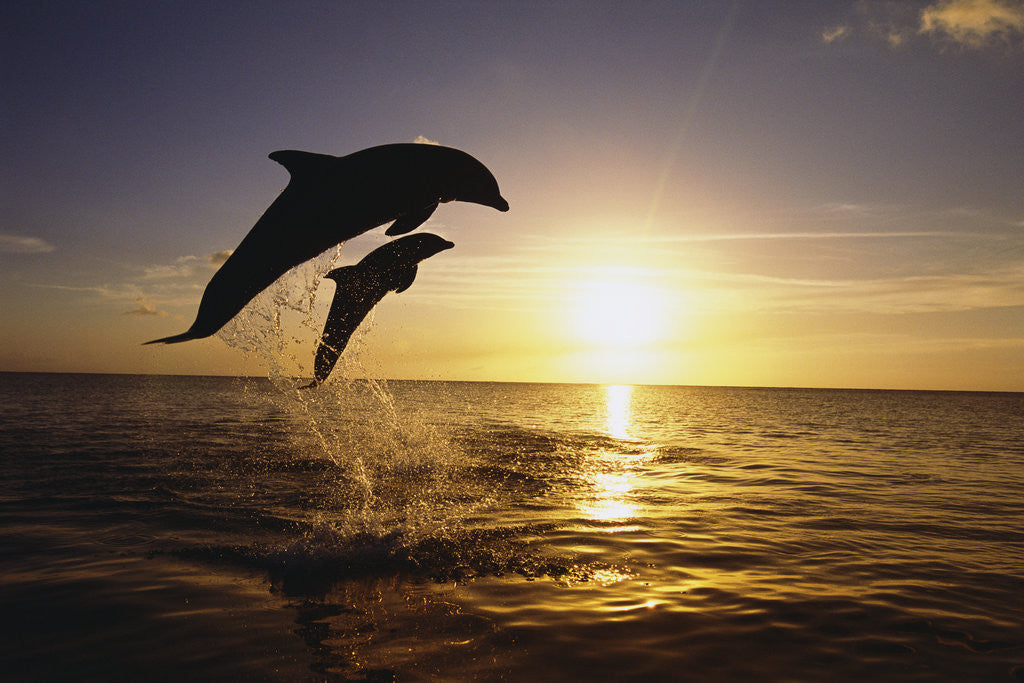 Detail of Bottlenose Dolphins Jumping by Corbis
