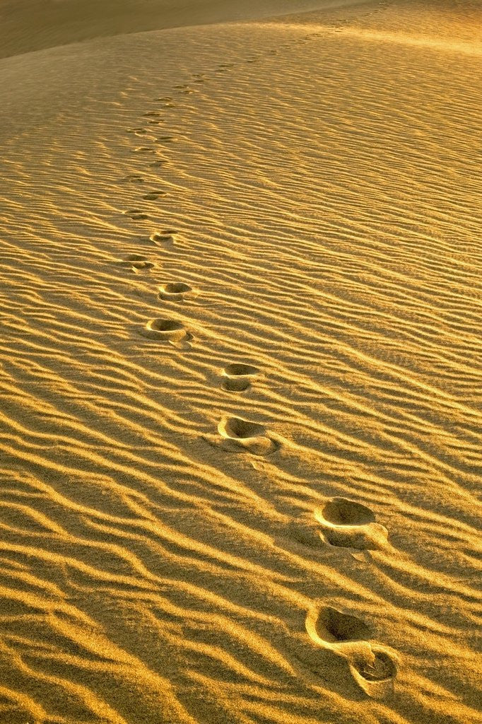 Detail of Footprints in Sand Dunes by Corbis