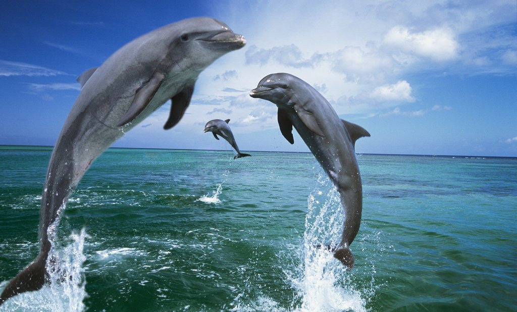 Detail of Dolphins Jumping in Ocean by Corbis