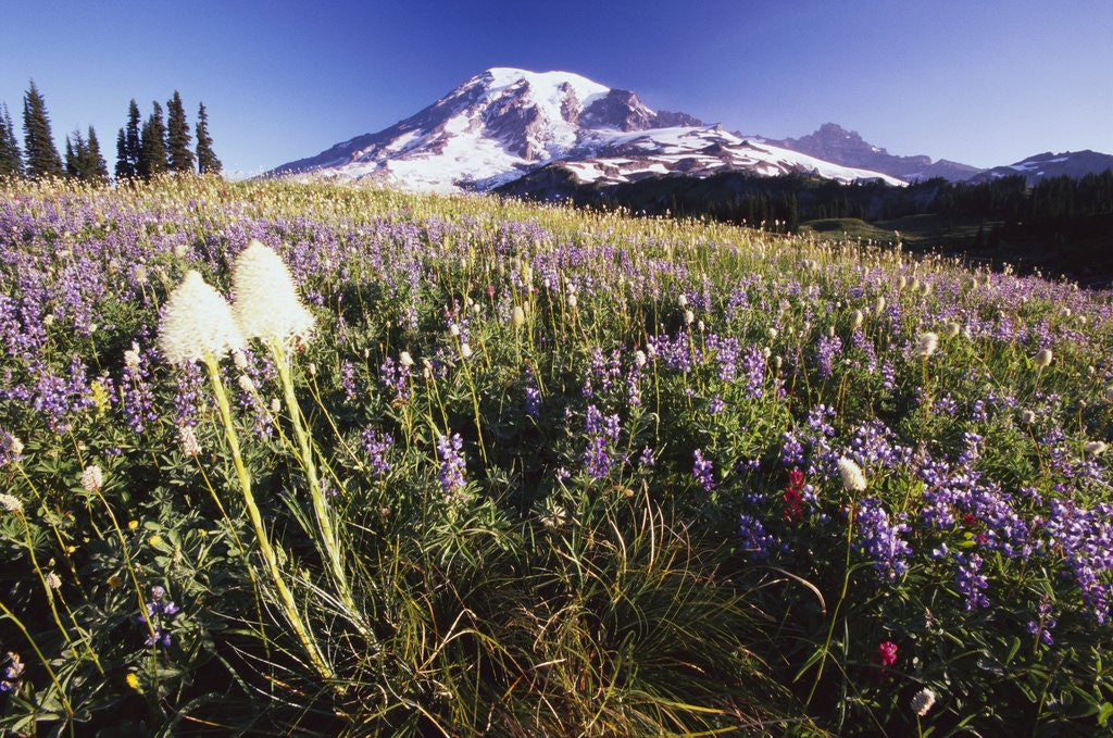 Detail of Flowers and Mt. Rainier by Anonymous