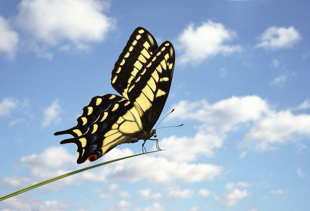 Detail of Swallowtail on a Blade of Grass by Anonymous