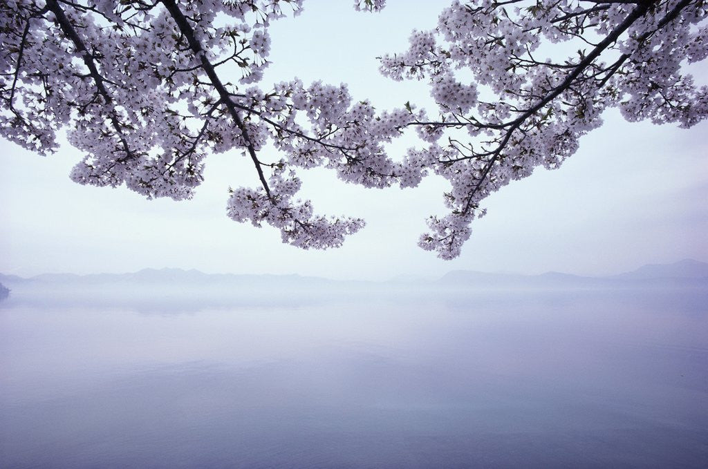 Detail of Lake Tazawa and Cherry Blossoms by Corbis