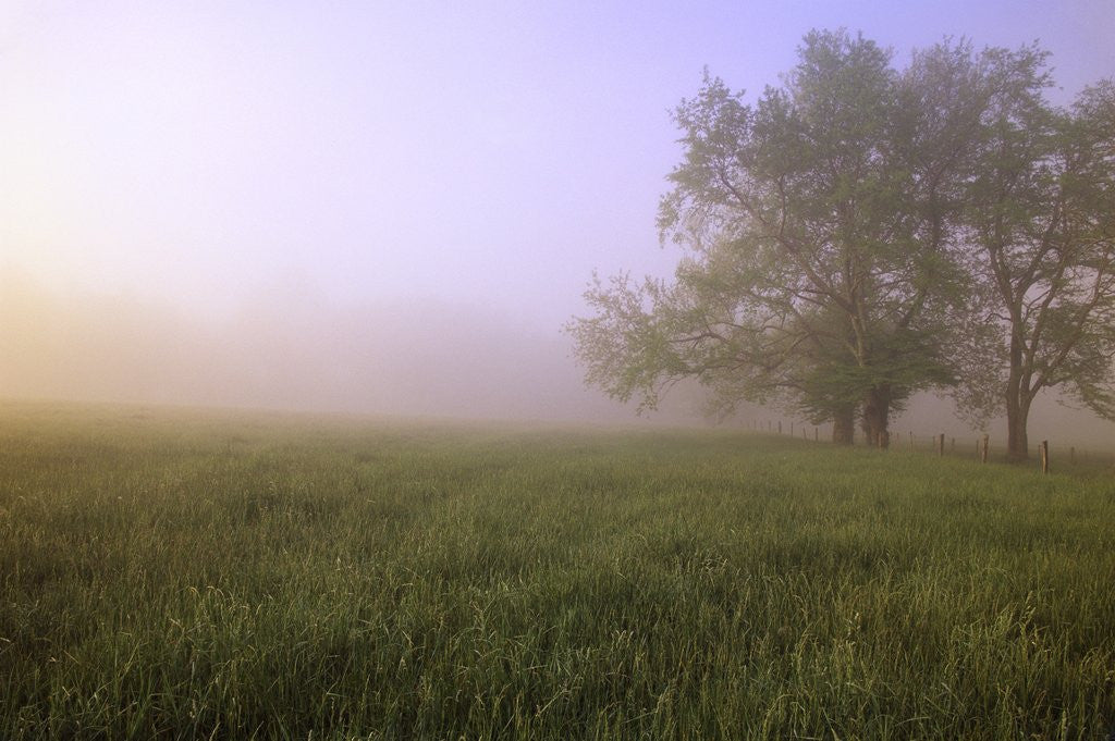 Detail of Morning Fog in Great Smoky Mountains National Park by Anonymous