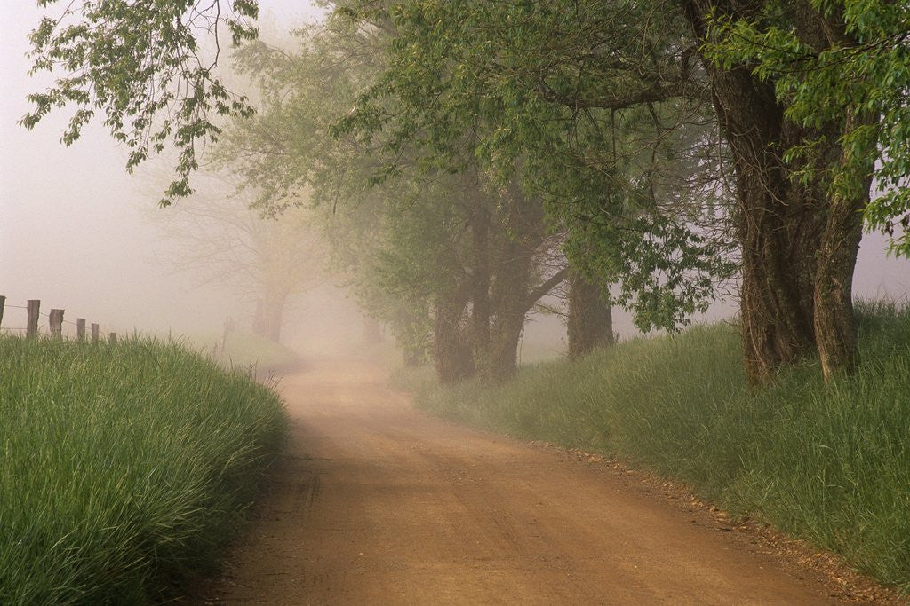 Detail of Fog Over Rural Road in Great Smoky Mountains by Anonymous