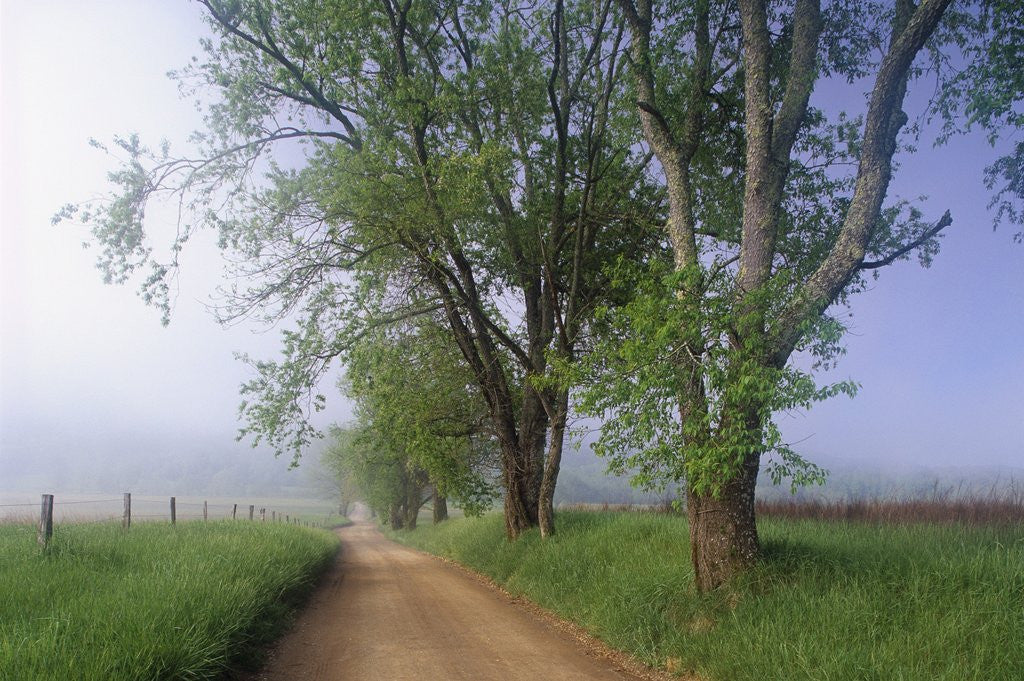 Detail of Fog Over Rural Road in Great Smoky Mountains by Corbis