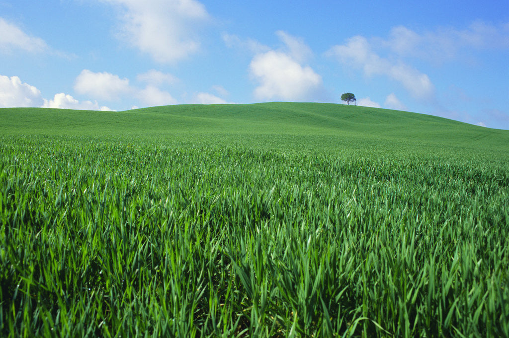Detail of Lone Tree in Spring Wheat Field by Anonymous