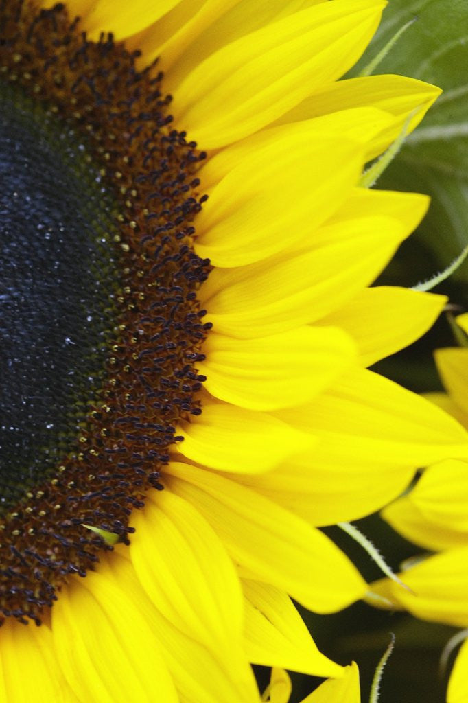Detail of Sunflower by Anonymous