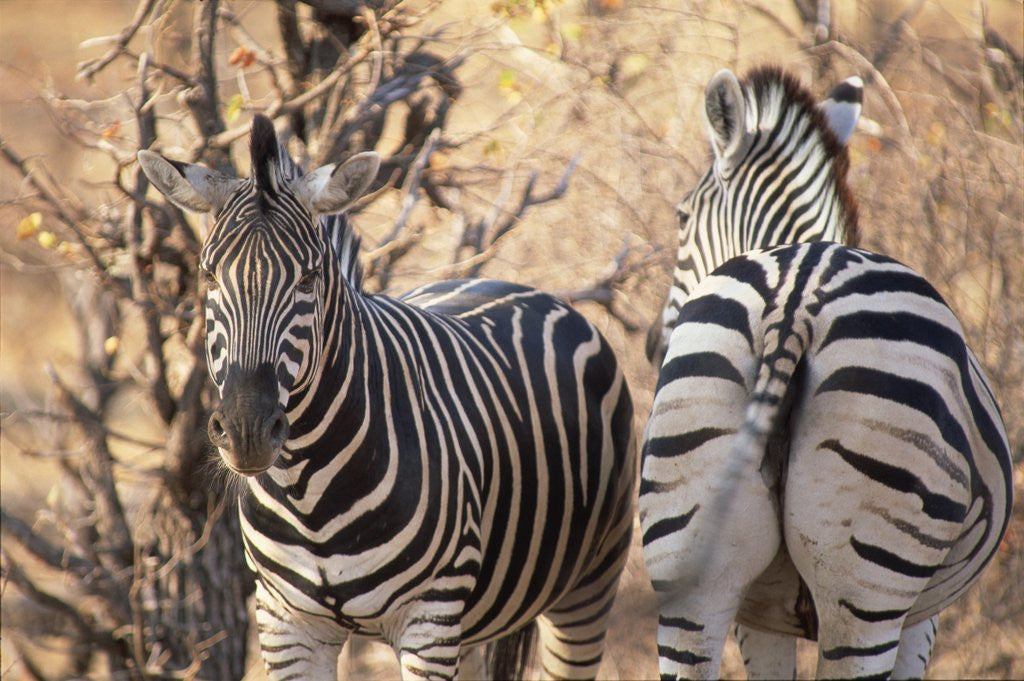 Detail of Zebras by Anonymous