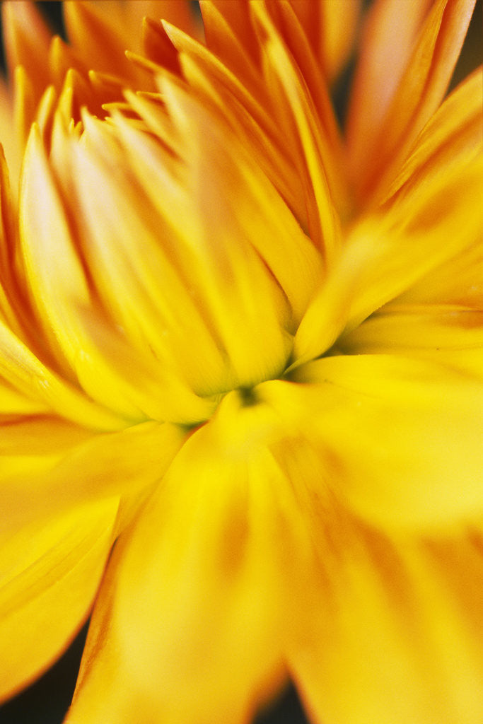 Detail of Dahlia Flower by Anonymous