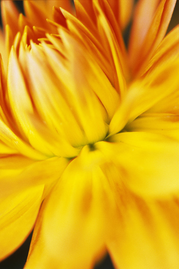Detail of Dahlia Flower by Corbis