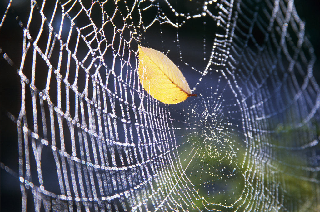 Detail of Leaf Caught in Spiderweb by Anonymous