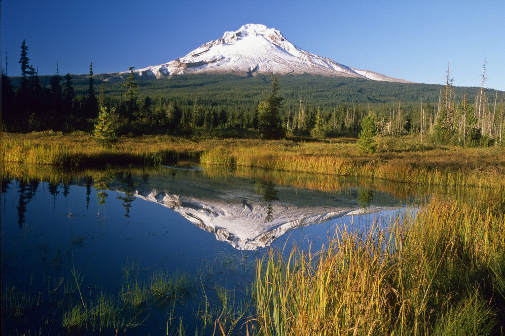 Detail of Mount Hood Reflected in Pond by Anonymous