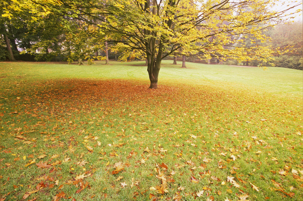 Detail of Autumn Leaves in Grass by Anonymous
