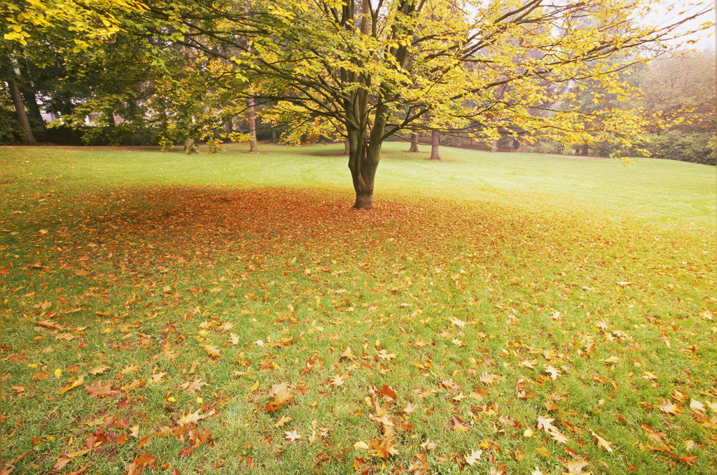 Detail of Autumn Leaves in Grass by Corbis