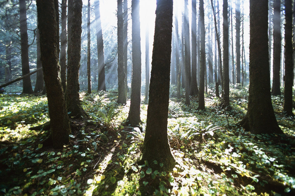 Detail of Sunlight Illuminating Forest by Anonymous