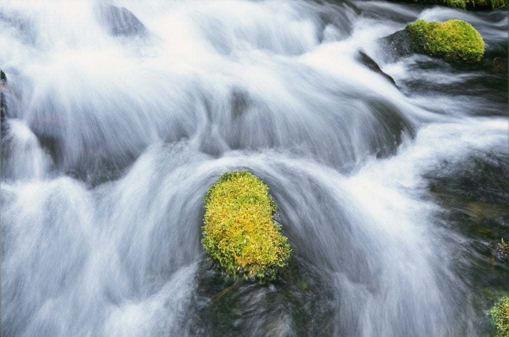 Detail of Mossy Rock in Stream by Corbis