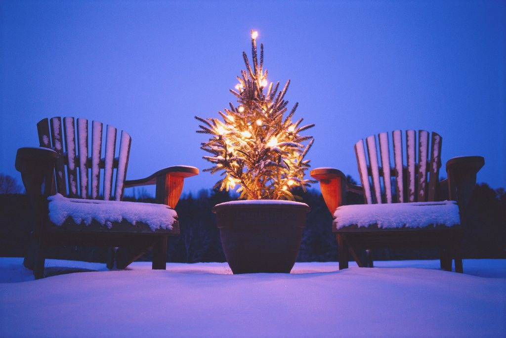 Detail of Small Christmas Tree Outdoors by Anonymous