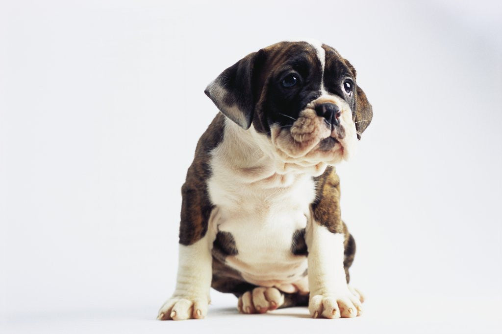 Detail of Bulldog Puppy by Anonymous