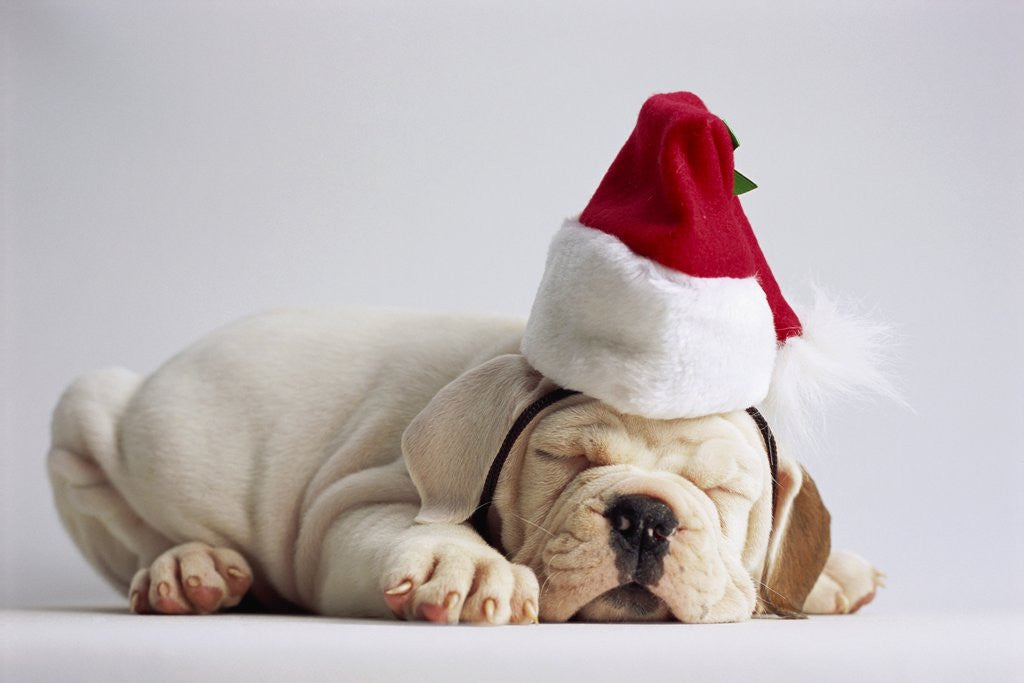 Detail of Bulldog Puppy Wearing Santa Hat by Anonymous