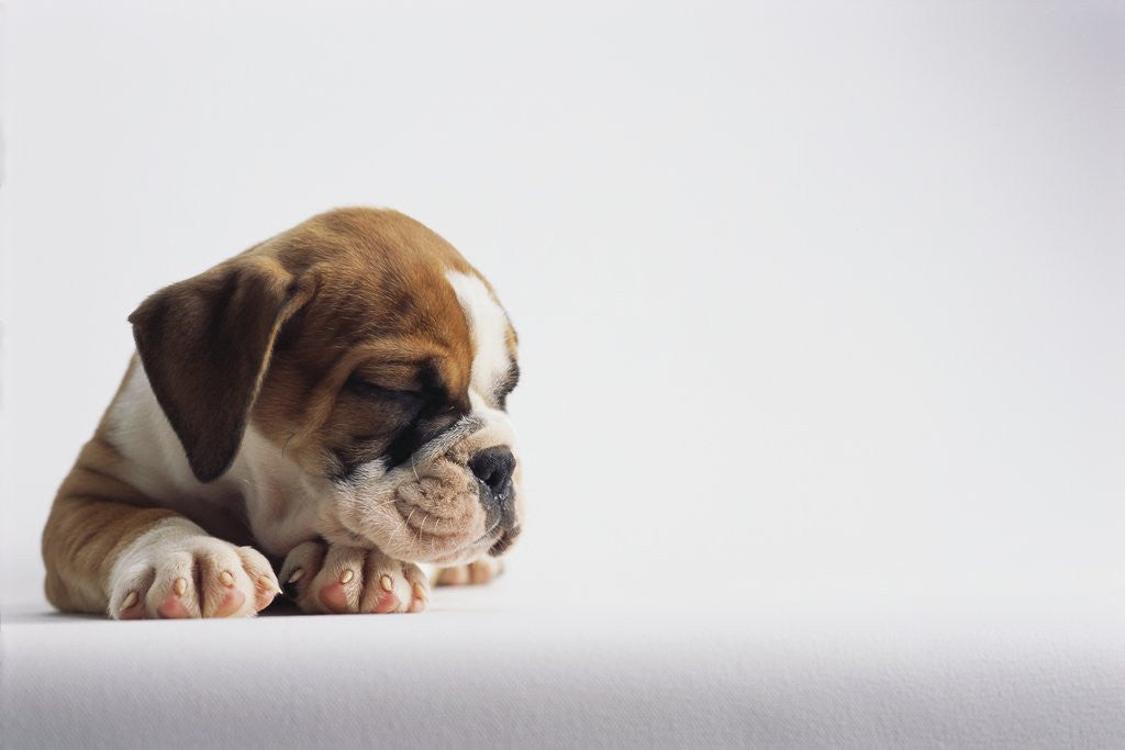 Detail of Bulldog Puppy by Anonymous