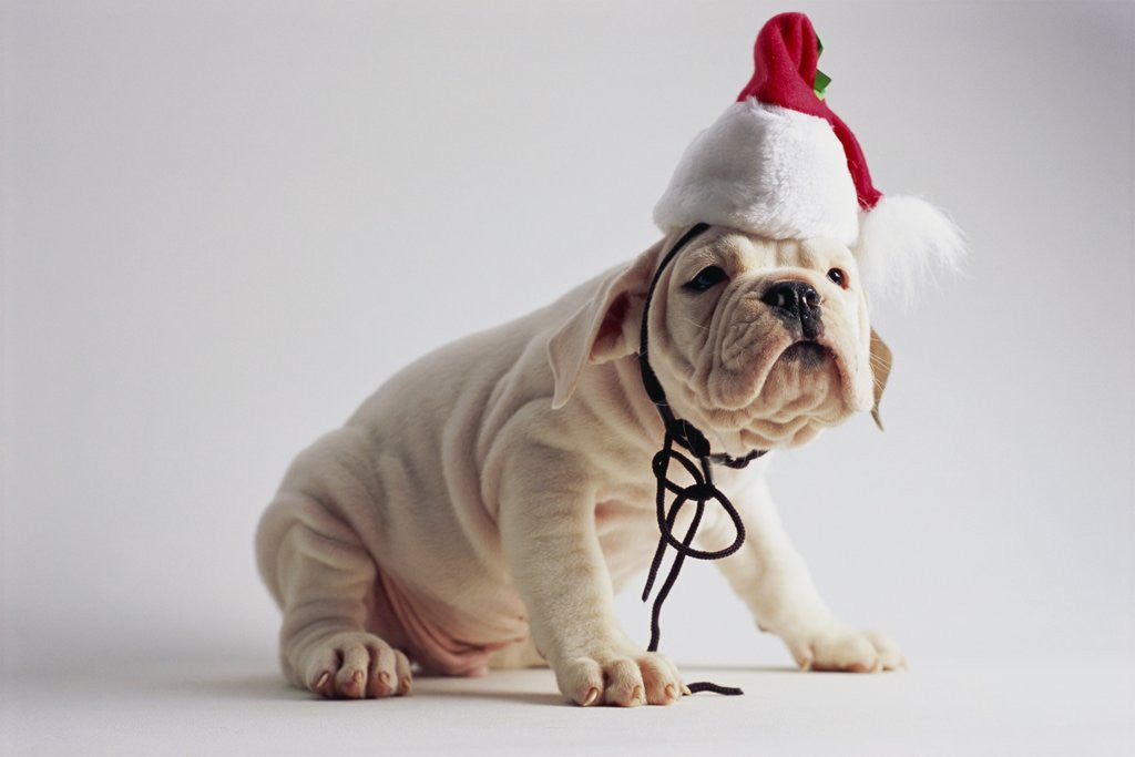 Detail of Bulldog Puppy Wearing Santa Hat by Anonymous