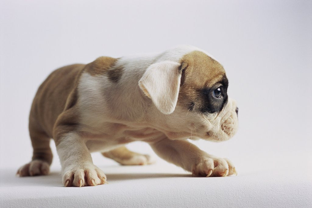Detail of Bulldog Puppy by Anonymous
