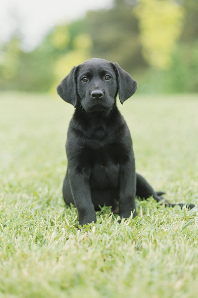 Detail of Black Labrador Puppy by Corbis