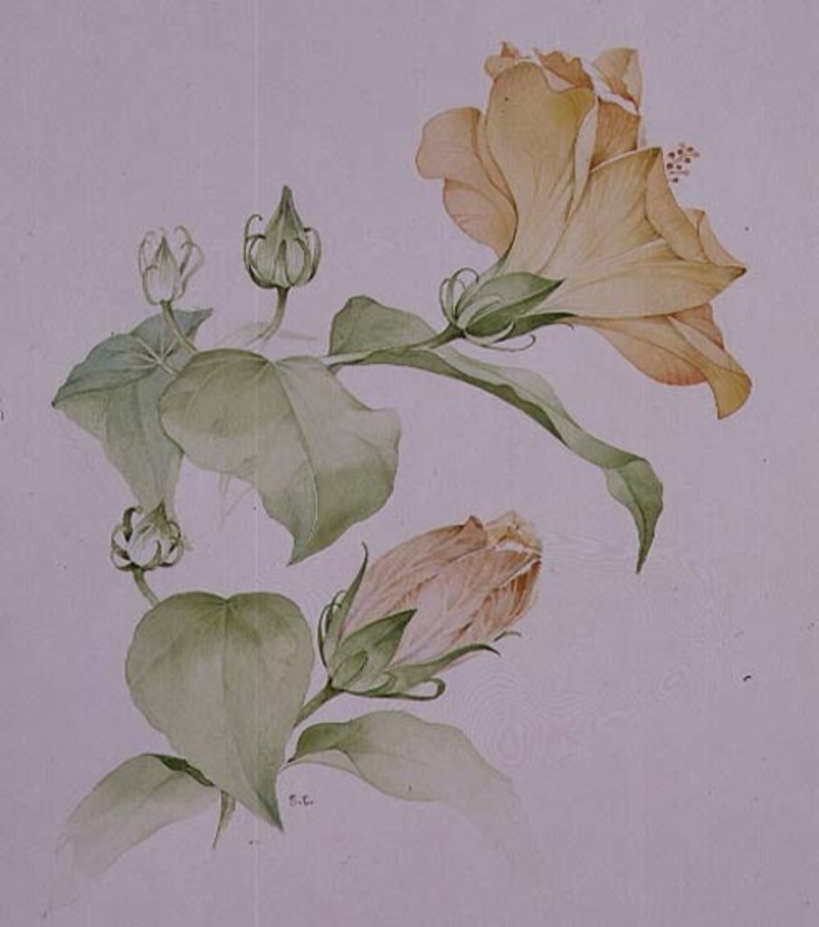 Detail of Hibiscus rosa-sinensis by Sarah Creswell