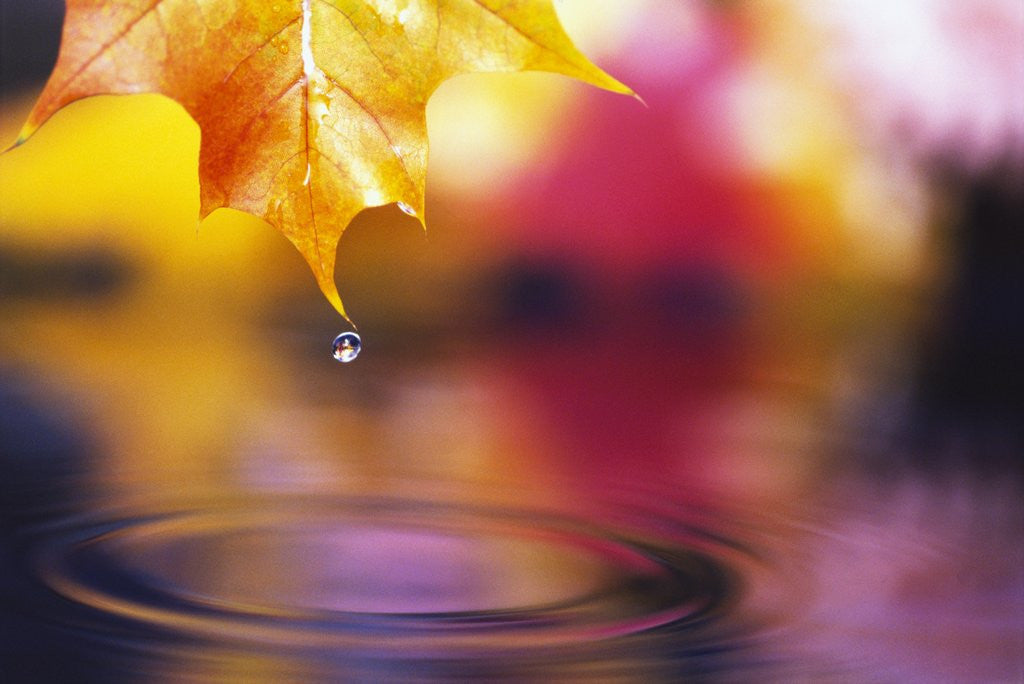 Detail of Water Dropping from Maple Leaf by Anonymous