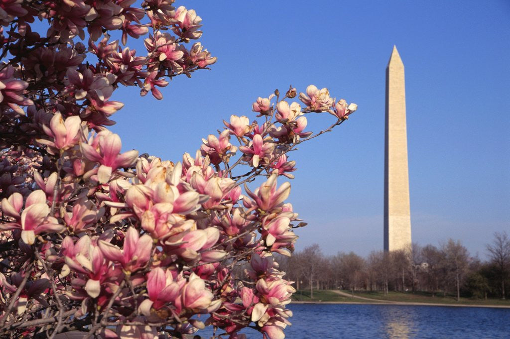 Detail of Blooming Magnolia near Washington Monument by Corbis