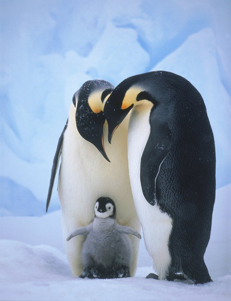 Detail of Emperor Penguins with Chick by Corbis